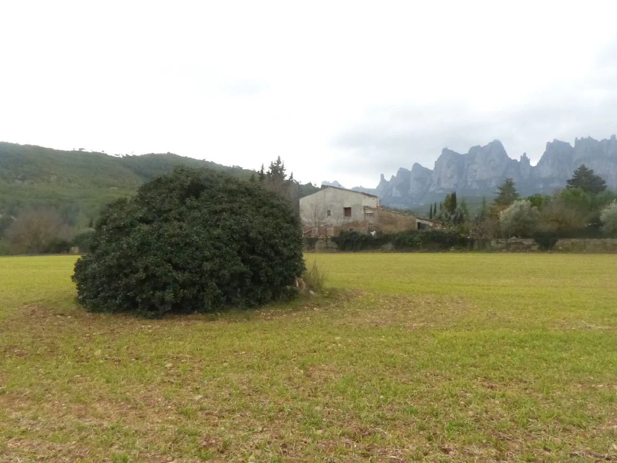 Cal Penedes from across the Pla del Mas Roig, with the ivy-covered barraca in the foreground and Montserrat behind