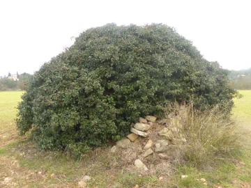 Close-up of the ivy-covered dry-stone barraca in the field